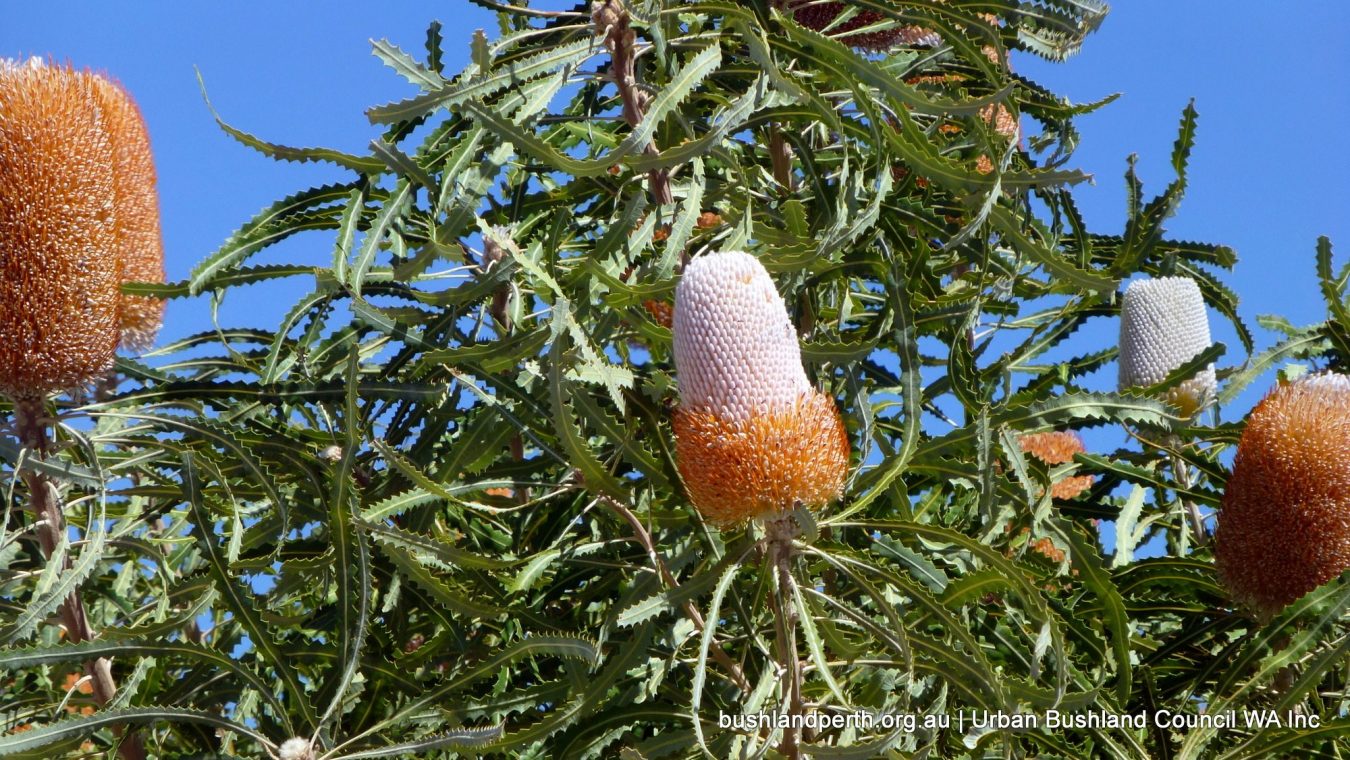 Banksia-prionotes-1-1350x760