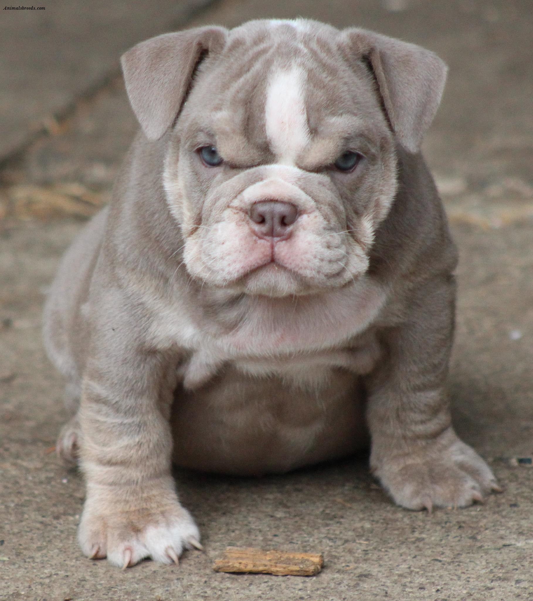 Bulldog-4