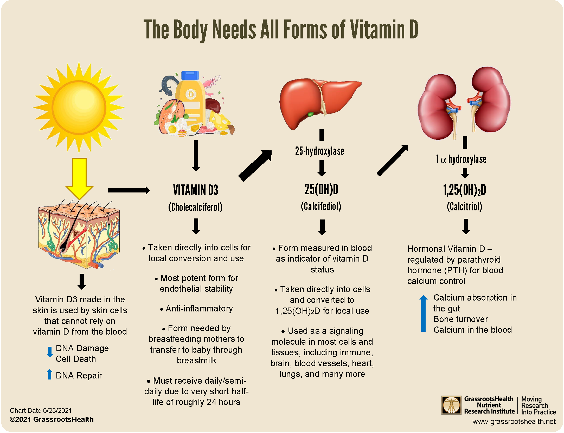 Forms-of-Vitamin-D-Diagram