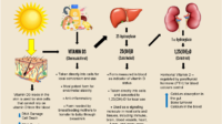 Forms-of-Vitamin-D-Diagram