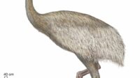 South-Island-giant-moa-female-Dinornis-robustus