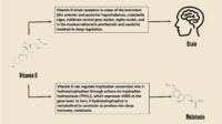 Vit-D-Melatonin-Sleep-Diagram