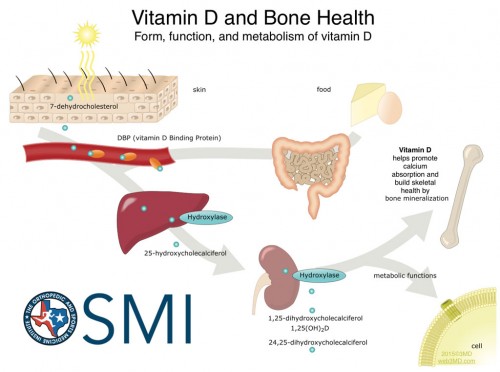 Vitamin-D-and-bone-density-500x372