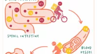 Vitamin-D_Infographic_Calcium-and-K2_1080x1053_ds_1_480x480