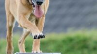 agility_web_catwalk_training_dog_training-880260