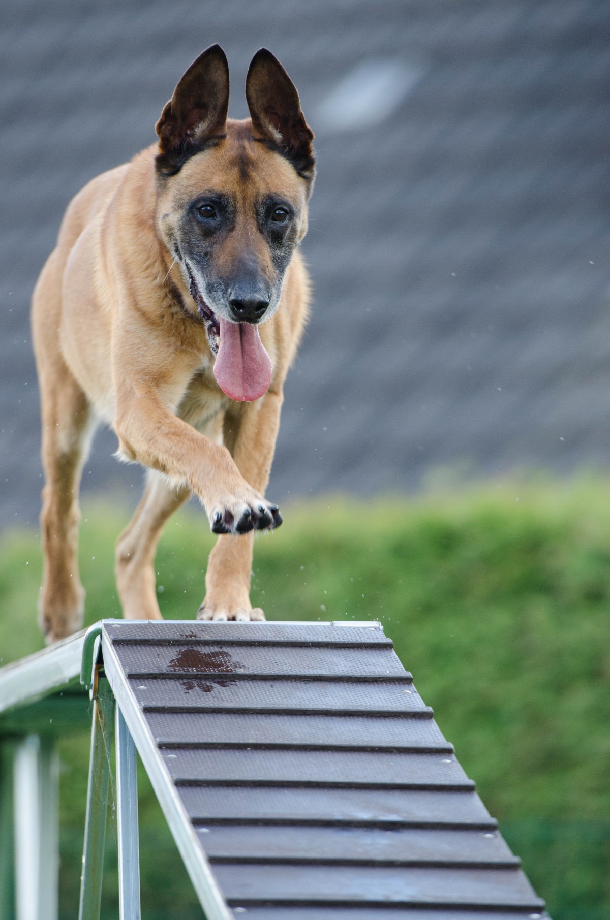 agility_web_catwalk_training_dog_training-880260