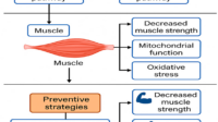 biomedicines-13-01863-g002