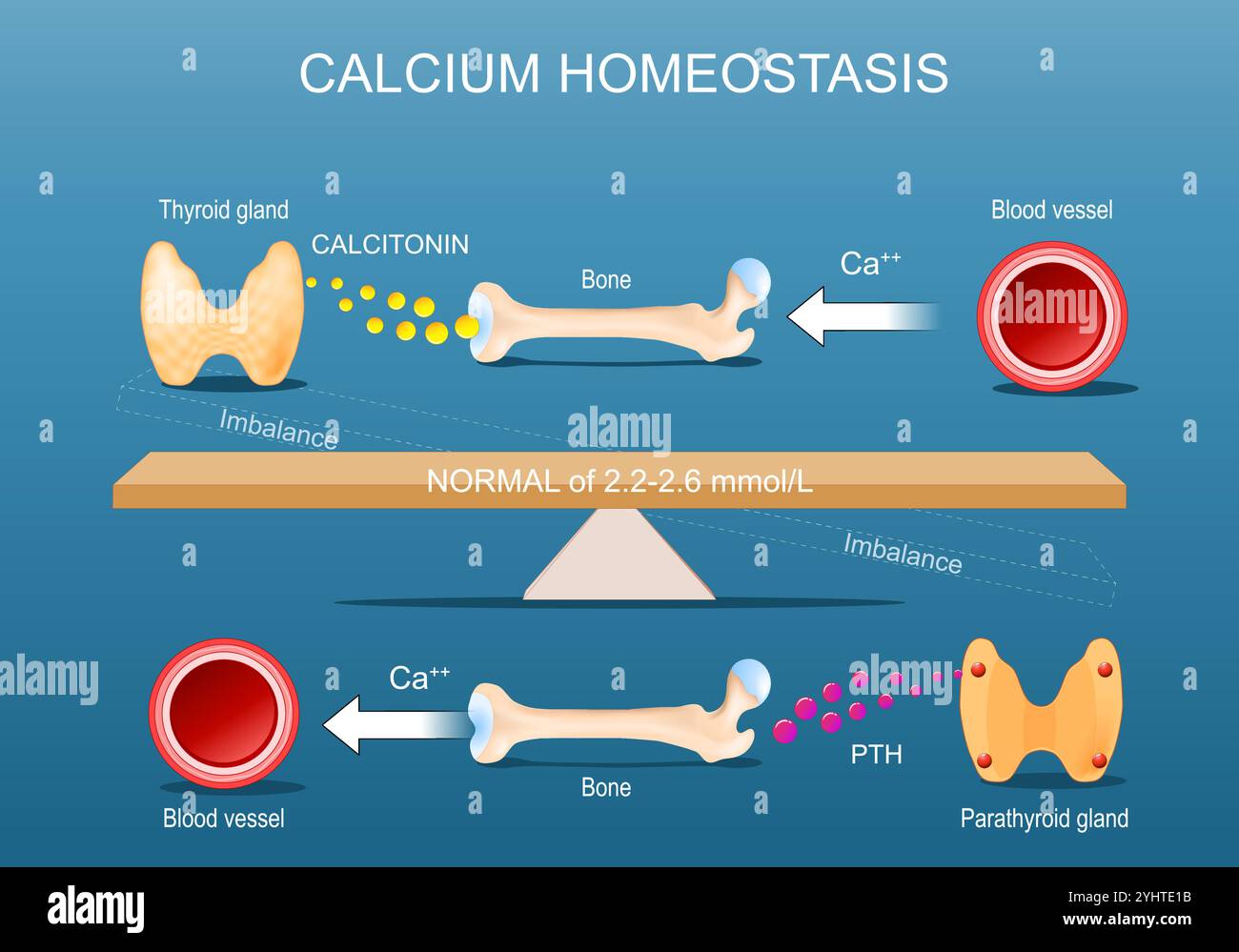 calcium-homeostasis-calcium-balance-and-bone-mineralization-calcitonin-parathyroid-hormone-pth-and-vitamin-d-metabolism-vector-poster-2YHTE1B