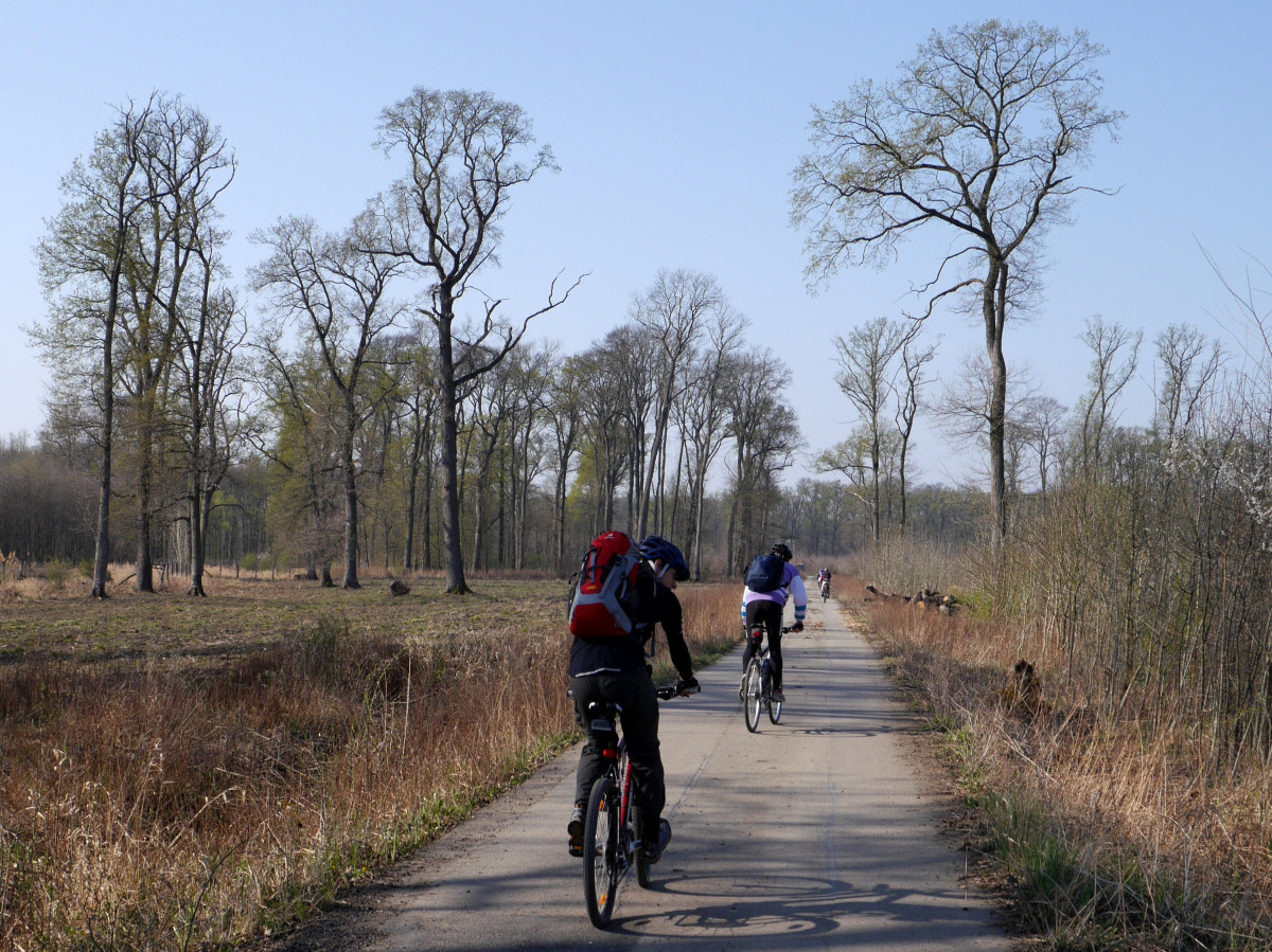 czech_cyklo_trees_forest_dyje_moravia_nature_bike-855876