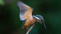 free-photo-of-close-up-of-kingfisher