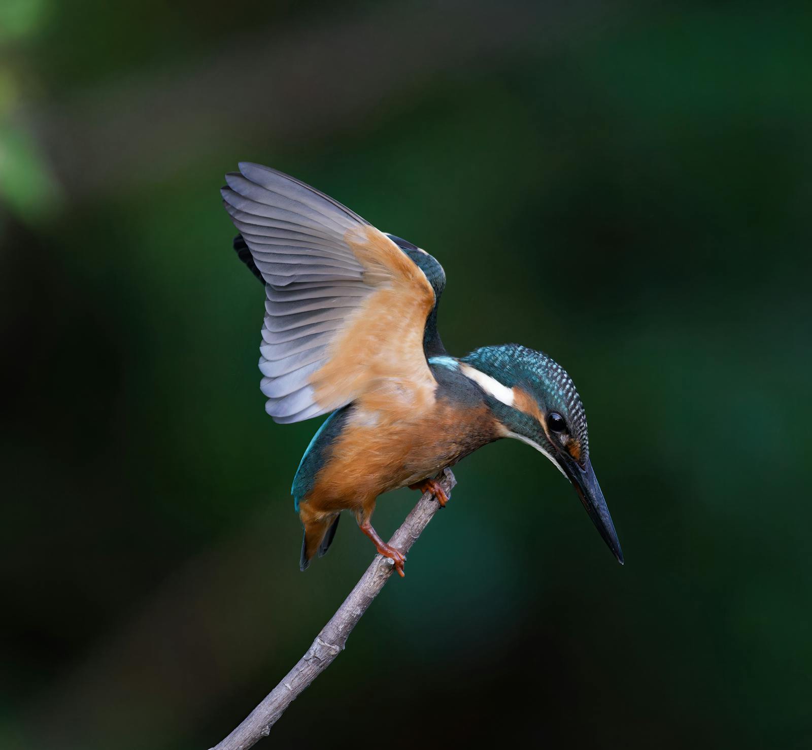 free-photo-of-close-up-of-kingfisher