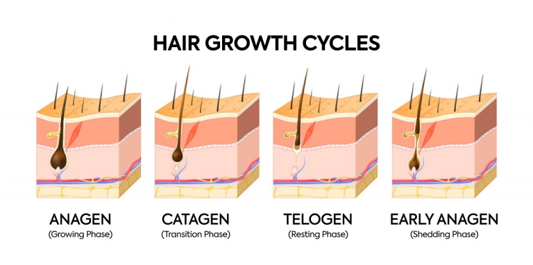 hair-growth-cycle-768x383