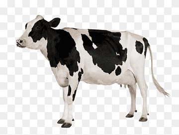 png-transparent-a-cow-dairy-cow-color-dairy-cattle-thumbnail