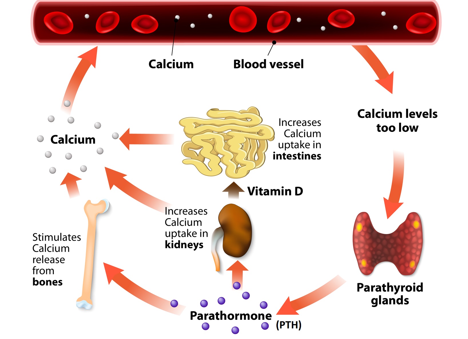 pth-cycle