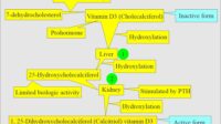 vit-D3-active-form-2