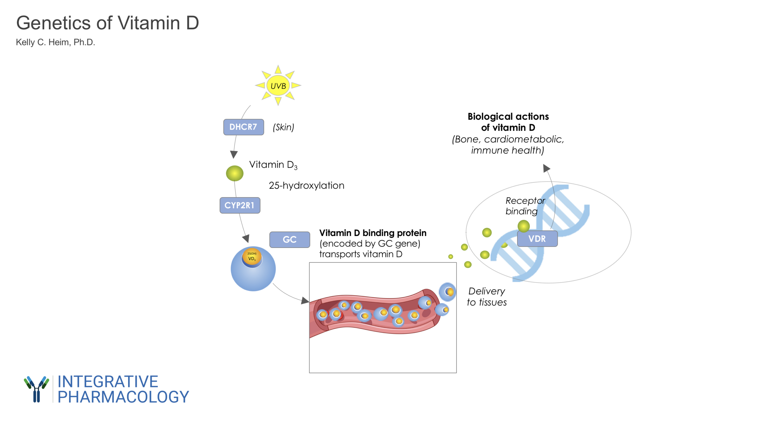 vitamin-d-genetics